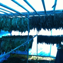 Hanging tobacco leaves for drying