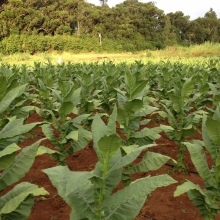 Growing Tobacco Plants